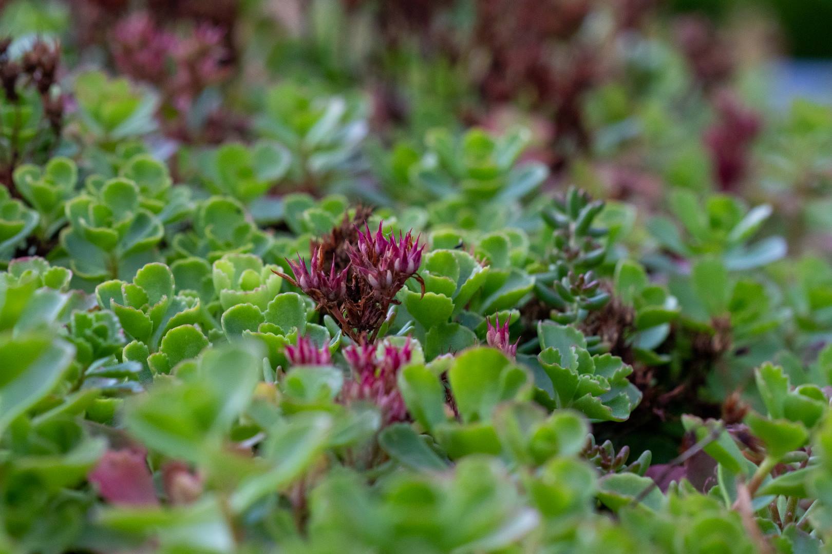 Waarom sedum?